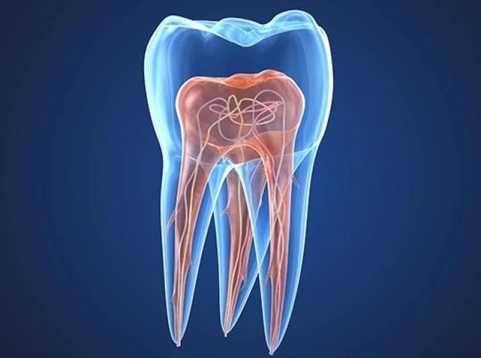 Endodontist in Jenkintown - Root Canal & Tooth Pain Care
